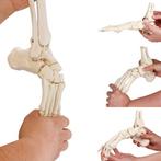 Anatomie model voetskelet met scheen- en kuitbeen flexibel, Verzenden, Nieuw