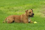 Engelse Staffordshire Bullterrier teefje 3 jaar, Dieren en Toebehoren, Honden | Jack Russells en Terriërs, Parvo, Overige rassen