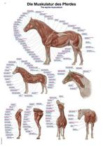 Anatomie poster spieren paard (papier, 50x70 cm), Verzenden, Nieuw