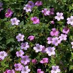 Geranium Endressii Wargrave Pink - Wortelgoed - 5 stuks, Tuin en Terras, Verzenden