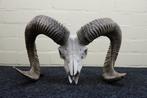 Mouflon Schedel - Ovis a musimon - 26 cm - 26 cm - 46 cm-, Verzamelen, Nieuw
