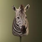 Zebra Taxidermie Opgezette Dieren By Max, Ophalen of Verzenden, Nieuw, Wild dier, Opgezet dier