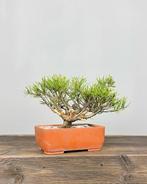 Den bonsai (Pinus) - Hoogte (boom): 18 cm - Diepte (boom):