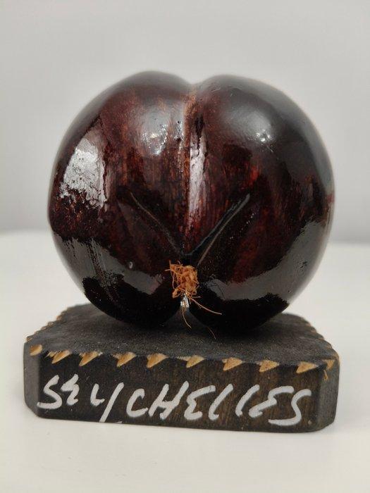 sculptuur, “Coco de Mer” nut - in the shape of - Hand-carved, Antiek en Kunst, Curiosa en Brocante