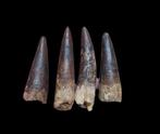 Dinosaurus - Fossiele tanden - Spinosaurus aegyptiacus - 7, Verzamelen