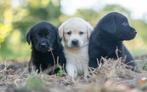 te reserveren prachtige LABRADOR PUPS, Parvo, Nederland, 8 tot 15 weken, Labrador retriever