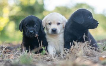 te reserveren prachtige LABRADOR PUPS beschikbaar voor biedingen