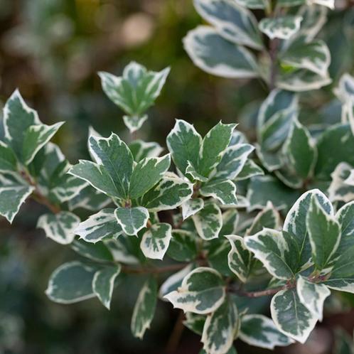 Euonymus fort. Emerald Gaiety - 10-20 cm, Tuin en Terras, Planten | Tuinplanten, Ophalen of Verzenden