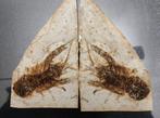 Een paar zeldzame kreeften met vis - Gefossiliseerd dier -