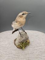 izabeltapuit Taxidermie volledige montage - Oenanthe, Verzamelen, Nieuw