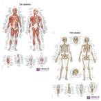 Anatomie posters spieren en skelet (Nederlands/Latijn, p..., Nieuw