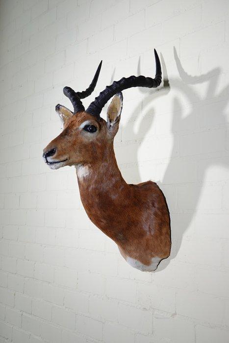 Impala Taxidermie wandmontage - Aepyceros melampus - 40 cm -, Verzamelen, Dierenverzamelingen