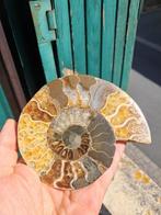 Ammoniet - Gefossiliseerd dier - Aioloceras (Cleoniceras), Verzamelen, Mineralen en Fossielen