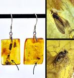 Zeldzame Baltische Amber Oorbellen – Parasitaire Wesp &