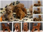 Raszuivere Toy / Dwergpoedel Puppies - Onwijs Mooi/zie VIDEO, Poedel, Nederland, Parvo, 8 tot 15 weken