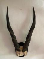 Lord Derby eland Schedel - Taurotragus derbianus - 83 cm -, Verzamelen, Nieuw