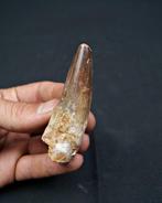 Spinosaurus - Fossiele tand - Spinosaurus aegyptiacus Gran