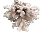 Koraal Koraal - Corallo naturale bianco da 500g – Eleganza, Nieuw