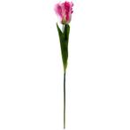 Tulp Parkiettulp PINK/ stuks. 56cm. Tulpen, Nieuw, Ophalen of Verzenden