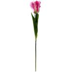 Tulp Parkiettulp PINK/ stuks. 56cm. Tulpen, Ophalen of Verzenden, Nieuw