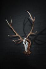Large Red Stag Trophy Schedel - Cervus elaphus - 115 cm - 90, Verzamelen, Dierenverzamelingen, Nieuw
