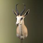 Springbok Taxidermie Opgezette Dieren By Max, Verzamelen, Dierenverzamelingen, Ophalen of Verzenden, Nieuw, Wild dier, Opgezet dier
