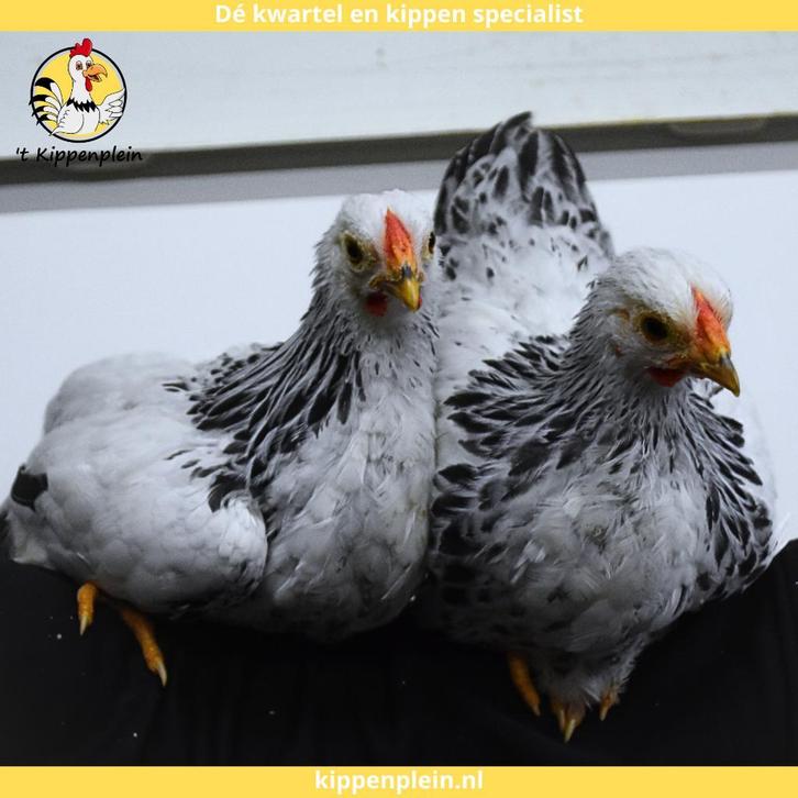 Wyandotte Kriel - Jonge Hennen te Koop - Handtam, Dieren en Toebehoren, Pluimvee, Kip, Vrouwelijk