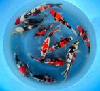 Hirasawa Marusei 28-35cm (Japanse Koi), Dieren en Toebehoren, Vissen | Vijvervissen, Karper of Koi