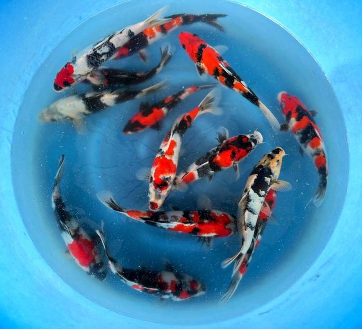 Hirasawa Marusei 28-35cm (Japanse Koi), Dieren en Toebehoren, Vissen | Vijvervissen, Karper of Koi