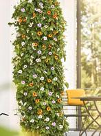 Thunbergia - Wit / Staand, Ophalen of Verzenden