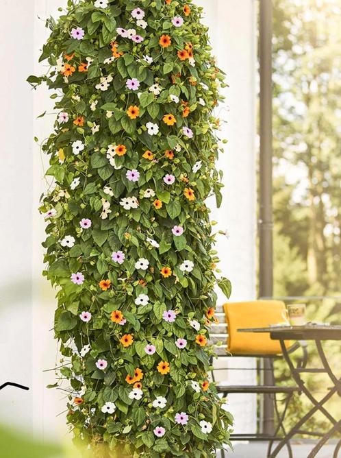 Thunbergia - Wit / Staand, Tuin en Terras, Planten | Tuinplanten, Ophalen of Verzenden