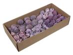 Leucodendron assortiment lila brombeer op draad doos 100, Ophalen of Verzenden, Nieuw