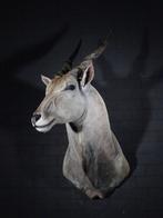 Large Safari head-mount Taxidermie wandmontage - Eland -, Nieuw