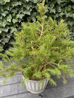 Picea Abies - Hoogte (boom): 52 cm - Diepte (boom): 48 cm -