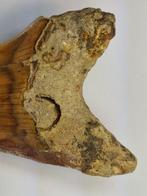 Megalodon - Fossiele tand - 12 cm