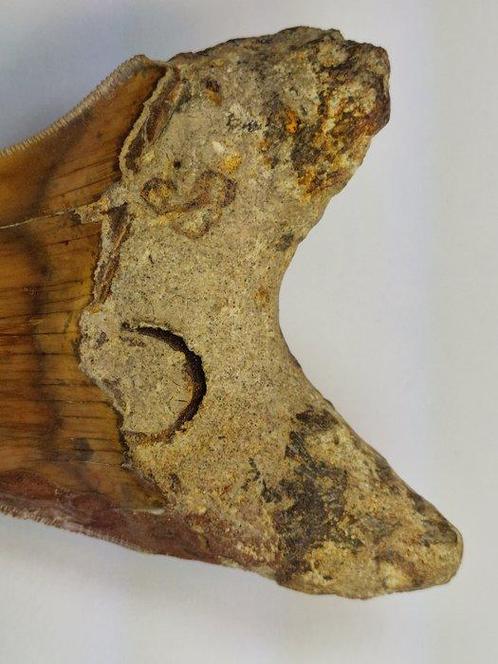 Megalodon - Fossiele tand - 12 cm, Verzamelen, Mineralen en Fossielen