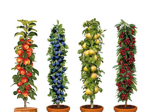 4 Winterharde fruitbomen: Kers, Pruim, Appel en Peer, Huis en Inrichting, Kamerplanten, Verzenden