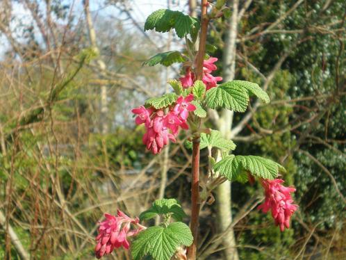 Rode ribes , ribes sanguineum 'King Edward VII', Tuin en Terras, Planten | Bomen, Minder dan 100 cm, Ophalen of Verzenden