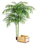 Kunstplant Areca Palmboom Deluxe 210 cm
