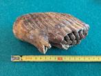 Wolharige mammoet - Fossiele tanden - 12 cm - 16 cm (Zonder
