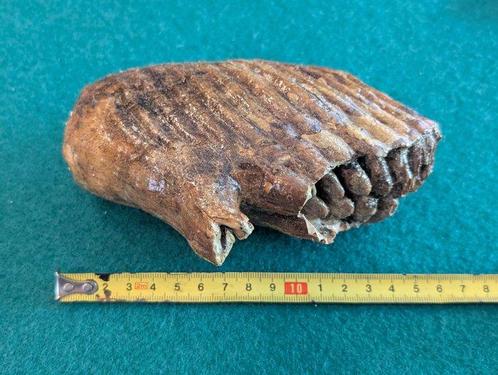 Wolharige mammoet - Fossiele tanden - 12 cm - 16 cm (Zonder, Verzamelen, Mineralen en Fossielen