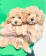 Prachtige, gezonde maltipoo pups, maltezer x toy poedel, Dieren en Toebehoren, Honden | Chihuahua's en Gezelschapshonden, Parvo