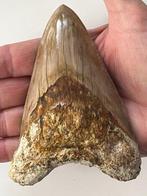 Megalodon tand 11,8 cm - Fossiele tand - Carcharocles