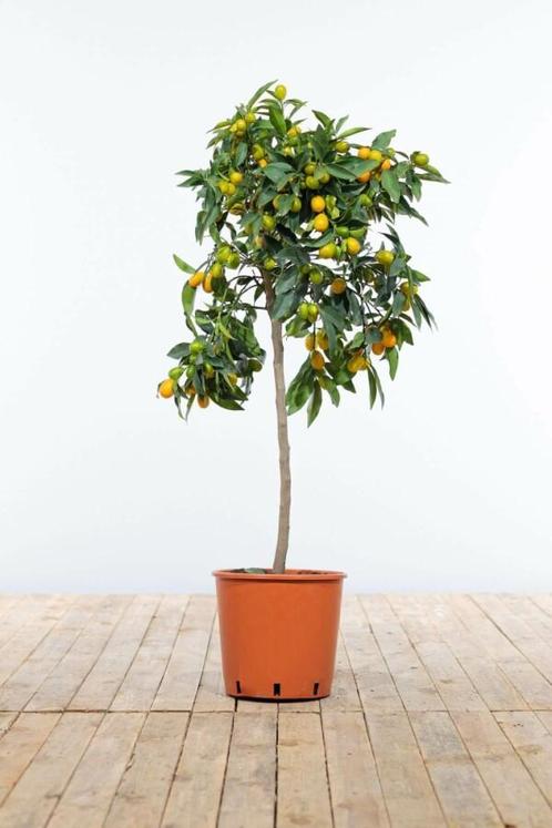 Citrus Kumquat / Fortunella Margarita ministam 60-80 cm, Tuin en Terras, Planten | Tuinplanten