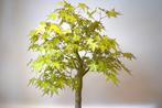 Japanese maple bonsai (Acer palmatum) - Hoogte (boom): 50 cm