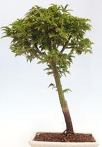 Japanese maple bonsai (Acer palmatum) - Hoogte (boom): 32 cm