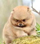 Pomeranian dwergkees reutje orange/sable, bearface, stamboom