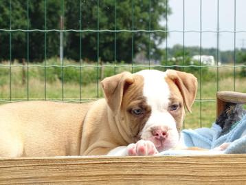 Old English Bulldog pups! | Mogen mee! | Hartelijk Welkom. beschikbaar voor biedingen