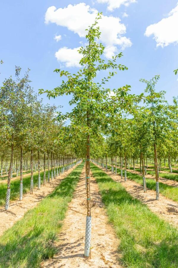 Malus Professor Sprenger hoogstam, Tuin en Terras, Planten | Tuinplanten