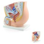 Anatomie model bekkenhelft mannelijk, Verzenden, Nieuw